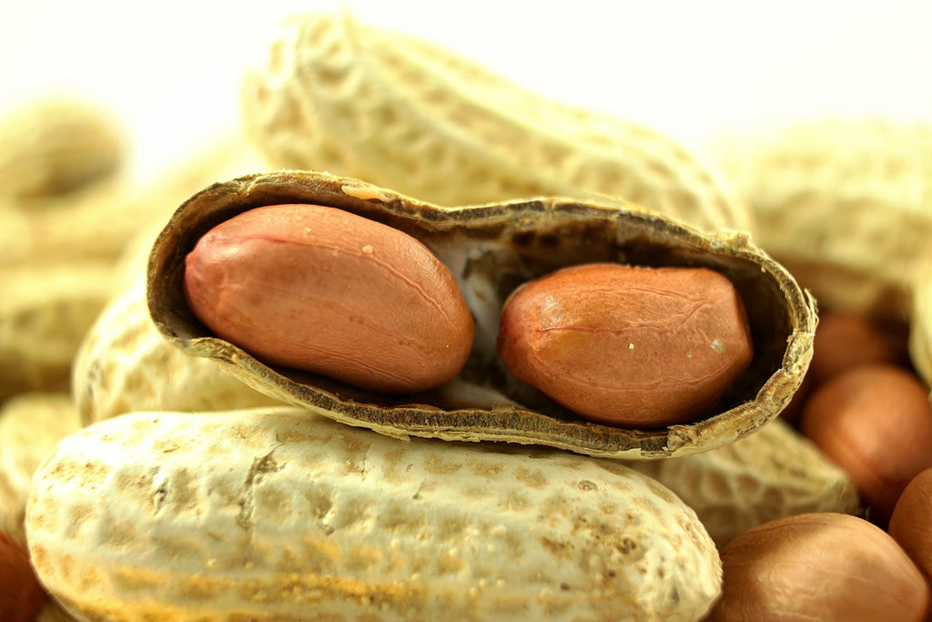 In-Shell Peanuts 25 LB Bag Y36285