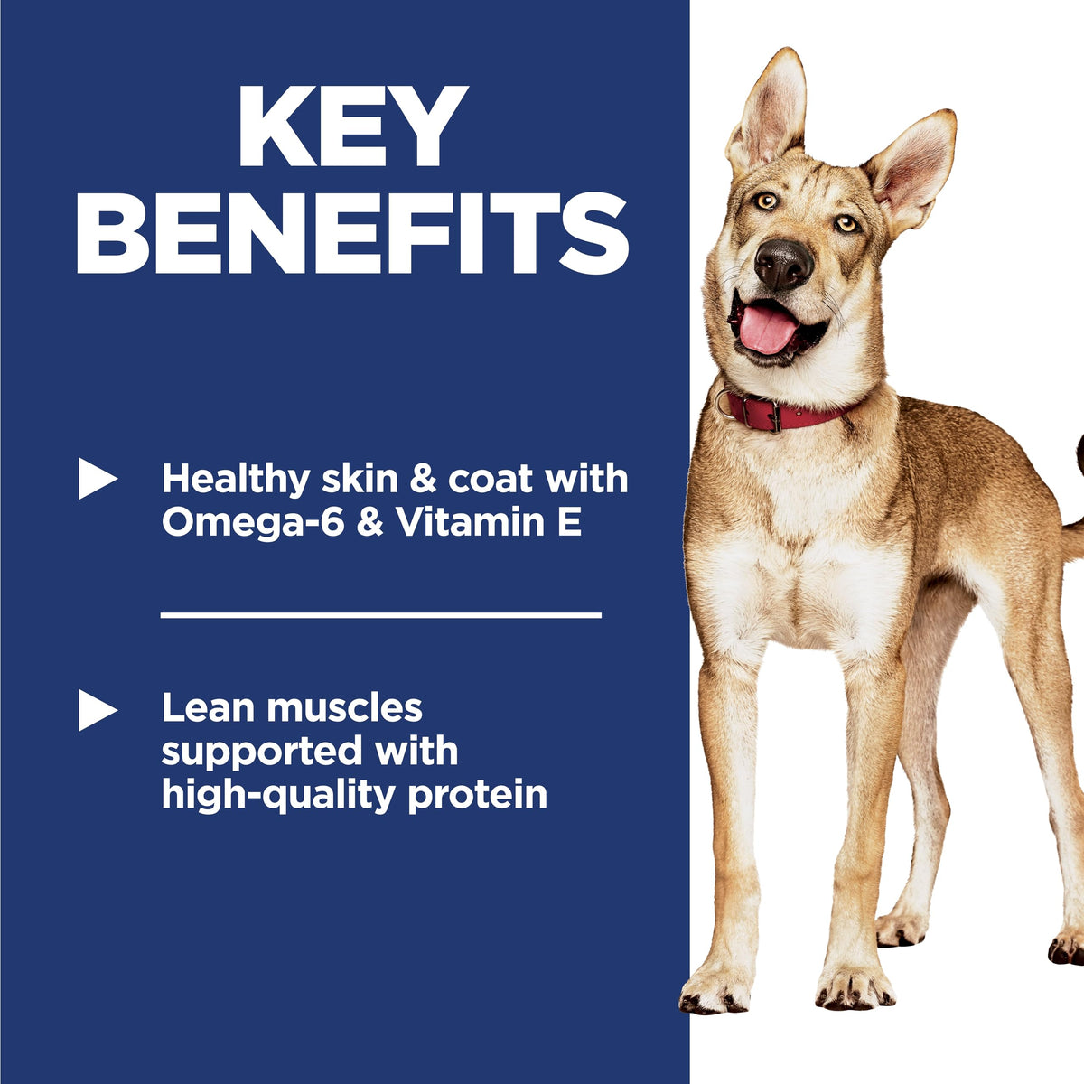 Dry Dog Food C884