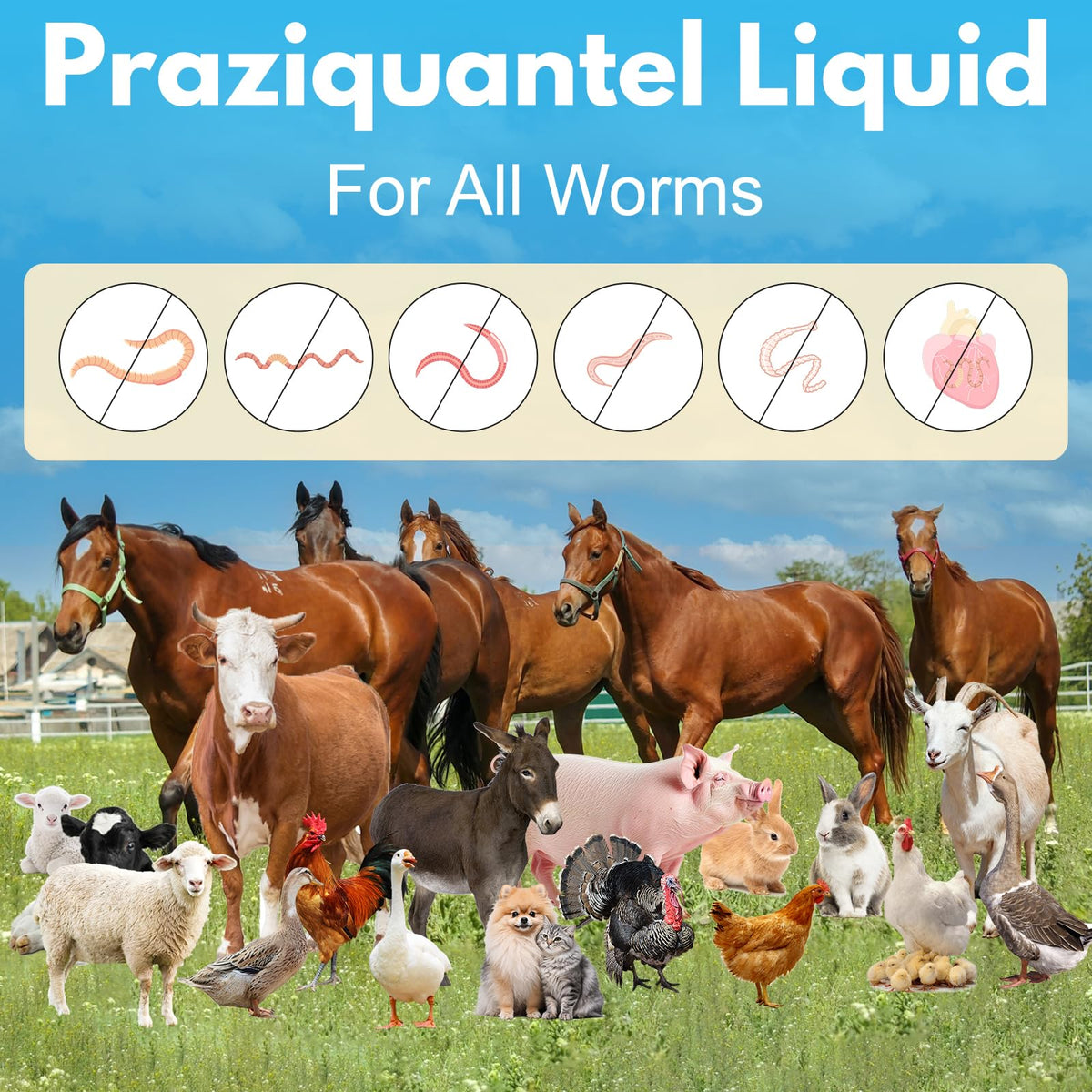 Praziquantel Dewormer 100 mL T157